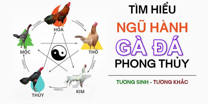 5 màu mạng đá gà