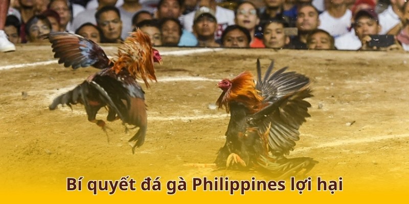 Bí quyết đá gà philippines