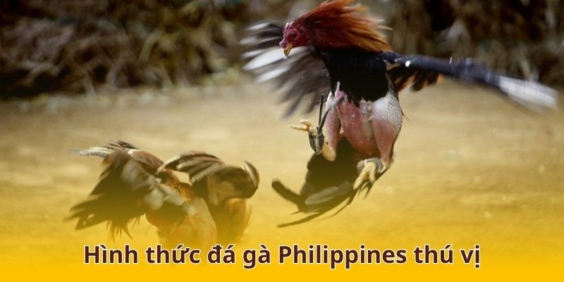 Các hình thức đá gà philippines