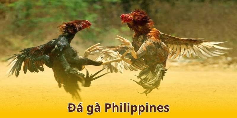 Đá gà philippines